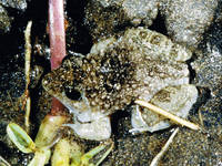 : Phrynobatrachus natalensis; Common Puddle Frog