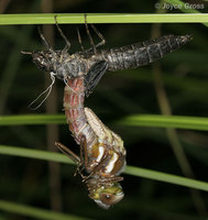 : Aeshna sp.; Mosaic Darner