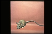 : Notomys alexis; Australian Hopping Mouse