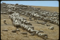 : Ovis aries; Domestic Sheep