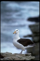 : Thalassarche melanophris; Black-browed Albatross