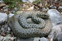 : Coluber gemonensis; Balkan Whip Snake