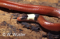 : Phalotris tricolor; Snake