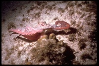 : Octopus briareus; Caribbean Reef Octopus