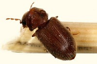 Stegobium paniceum - Drugstore Beetle