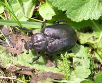 Osmoderma eremita - Hermit Beetle