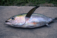 Thunnus atlanticus, Blackfin tuna: fisheries, gamefish