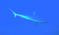 Carcharhinus amblyrhynchos, Grey reef shark: fisheries, gamefish