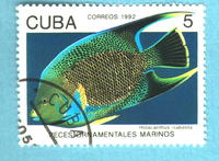 Holacanthus isabelita, Blue angelfish: fisheries, aquarium