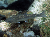 Salvelinus confluentus, Bull trout: gamefish, aquarium