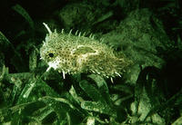 Chilomycterus antennatus, Bridled burrfish: