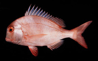 Chrysoblephus anglicus, Englishman seabream: fisheries