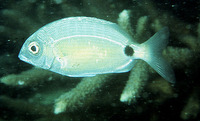 Diplodus sargus kotschyi, One spot seabream: fisheries