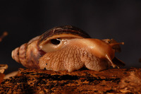 Achatina fulica - African Land Snail