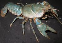 Image of: Cambarus diogenes (devil crayfish)