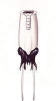 Image of: Spirula spirula (Ram's horn squid)