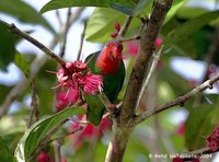 Red-cheeked Parrot - Geoffroyus geoffroyi