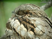 Eurasian Nightjar - Caprimulgus europaeus