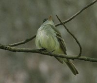 Least Flycatcher - Empidonax minimus