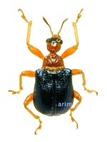 Tomapoderus ruficollis - 등빨간거위벌레
