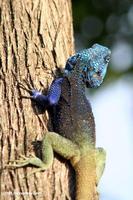 Male blue-headed agama on a tree looking away from the camera