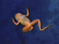 : Ascaphus truei; Coast Tailed Frog
