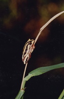 : Hyperolius marmoratus; Painted Reed Frog;