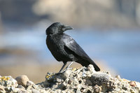 : Corvus brachyrhynchos; American Crow