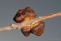 : Disholcaspis chrysolepidis; Muffin Gall Wasp;