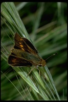 : Paratrytone melane; Umber Skipper