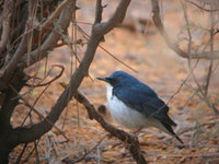 Siberian Blue Robin  (Iain Campbell)