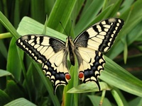 Papilio machaon - Old World Swallowtail