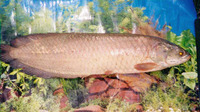 Heterotis niloticus, Heterotis: fisheries, aquaculture