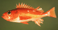 Sebastes helvomaculatus, Rosethorn rockfish: