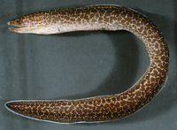 Gymnothorax pseudothyrsoideus, Highfin moray: