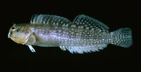 Entomacrodus cymatobiotus, Pacific rockskipper: