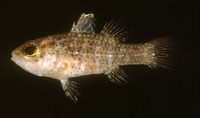 Fowleria vaiulae, Mottled cardinalfish: