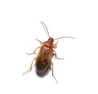 Image of: Alleculidae (comb-clawed beetles)
