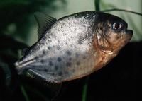 Pygocentrus nattereri - Red Bellied Piranha