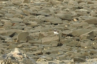 Shore Plover - Thinornis novaeseelandiae