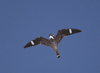 Antillean Nighthawk (Chordeiles gundlachii) photo