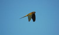 Burrowing Parrot - Cyanoliseus patagonus