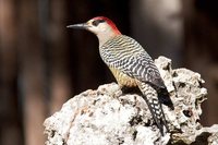 West Indian Woodpecker - Melanerpes superciliaris