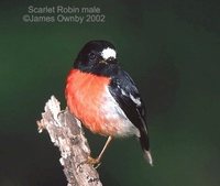 Scarlet Robin - Petroica multicolor