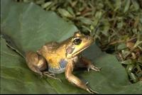 : Afrana angolensis; Angola River Frog
