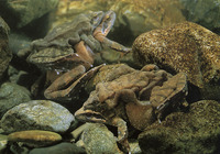 : Rana sakuraii; Stream Brown Frog