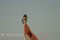 : Ceryle alcyon; Belted Kingfisher