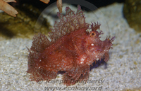 : Rhinopias aphanes; Weedy Scorpionfish