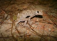 : Cyrtopodion caspium caspium; Caspian Bent Toed Gecko