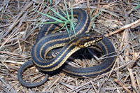 : Nerodia clarkii clarkii; Gulf Salt Marsh Snake
